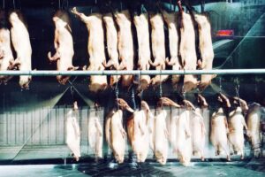 Knives or Machines? Striking the Right Balance in British Meat Processing